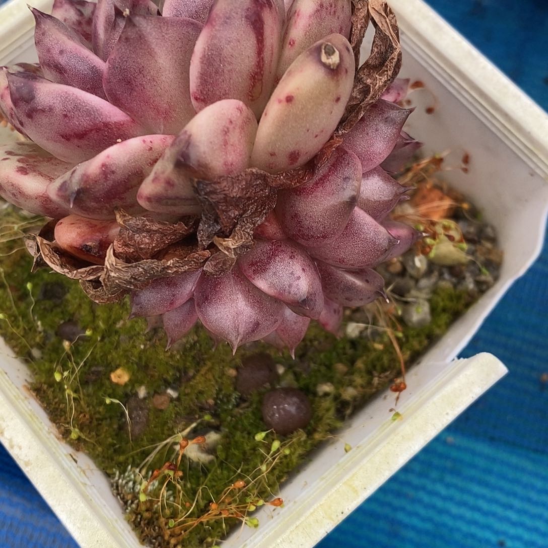 夜**兰600多肉植物老桩