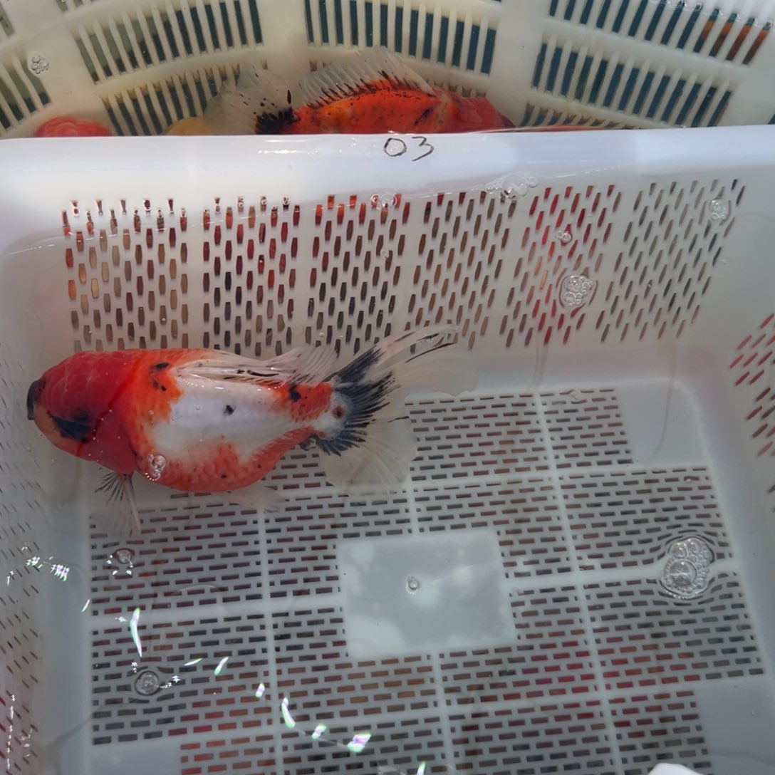 小***鱼金鱼你好吗我好想你啊