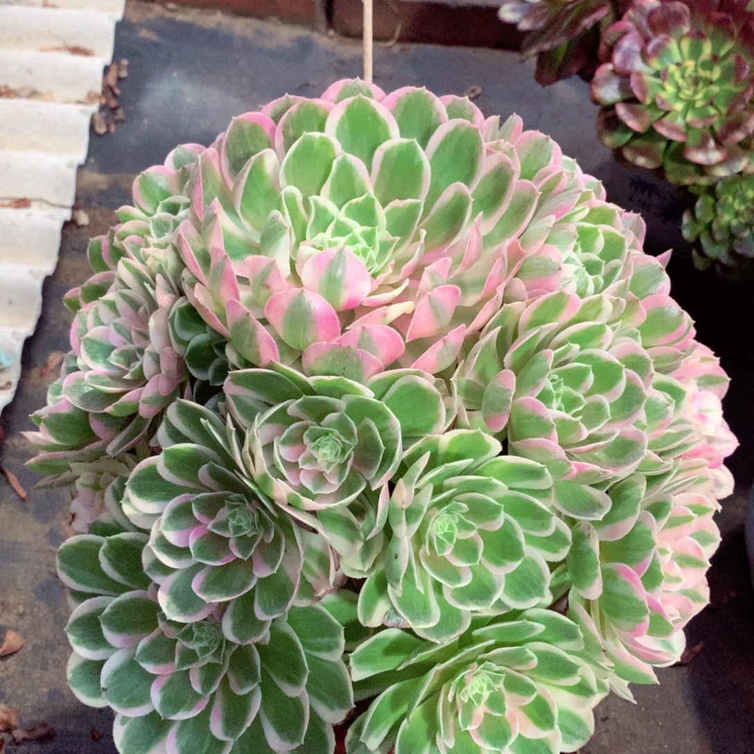 孔雀翎，多肉植物的