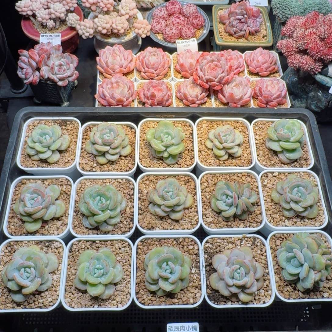 多肉植物  074  多肉植物  奶茶  074