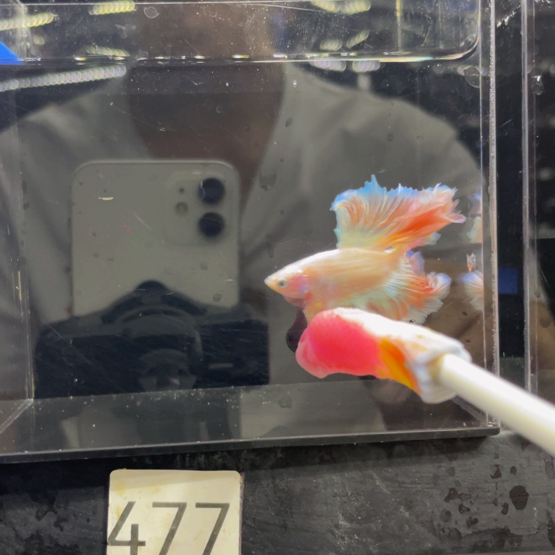 水母哈啊啊哈哈哈哈477