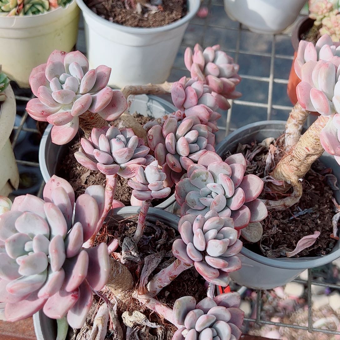 白露多头造型精品三盆