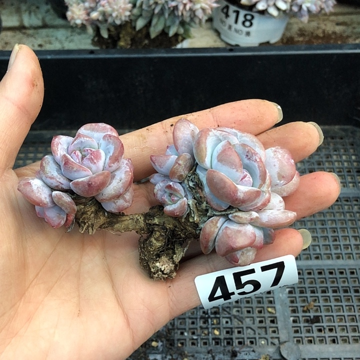 星影石榴籽福利出咯 457