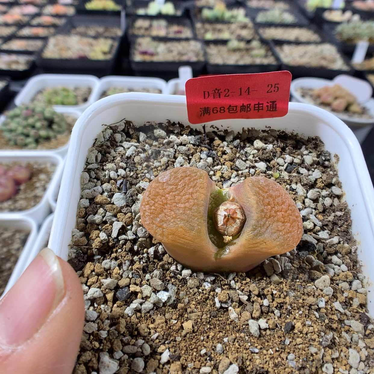 【闪购商品】2-14-25 蛋糕母本一颗特80