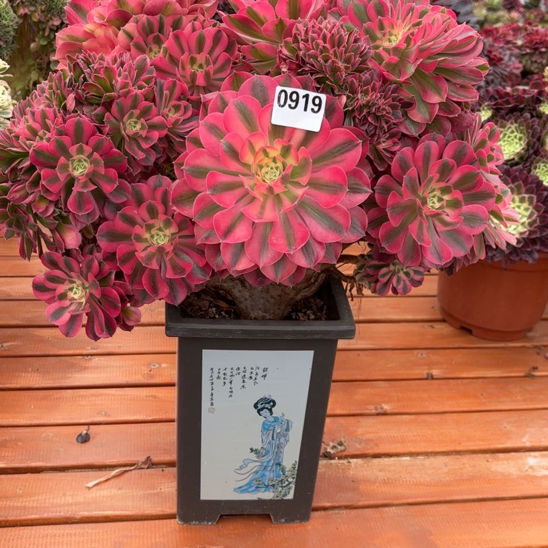 粉女郎缀0919带盆土发物流