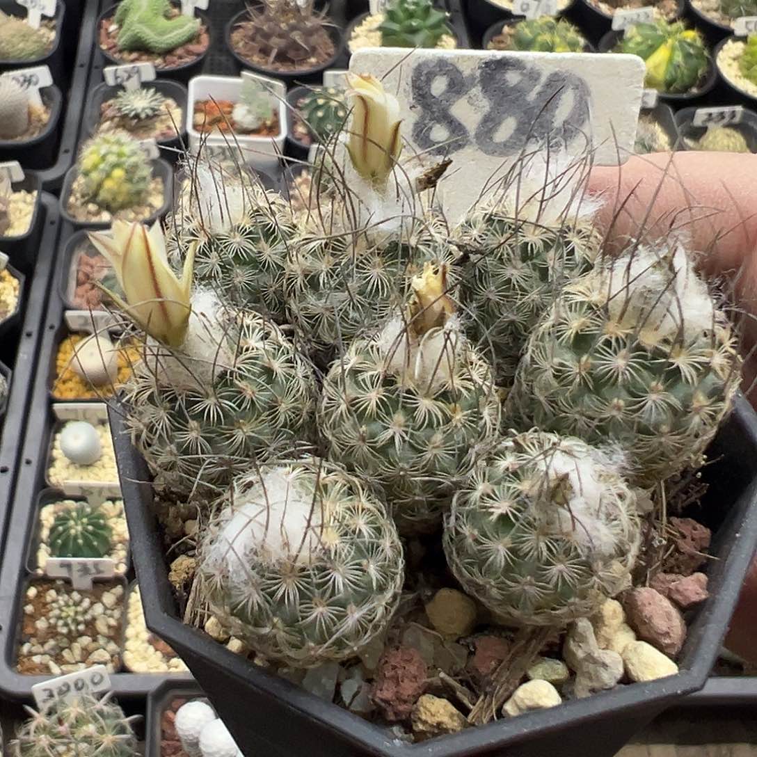 880迪克森娇丽群实生