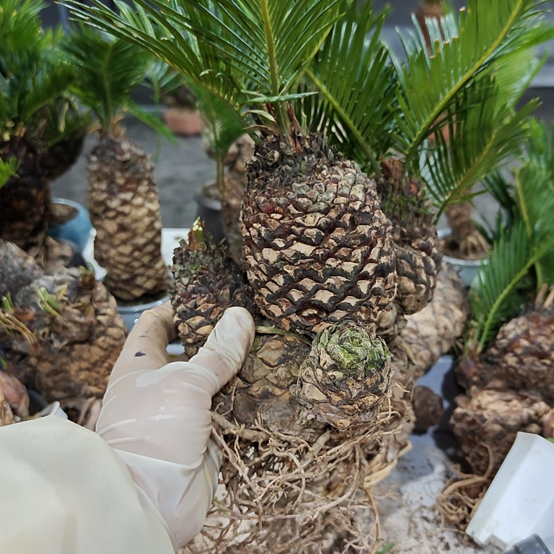 3***6无花朵白鳞铁盆景基地