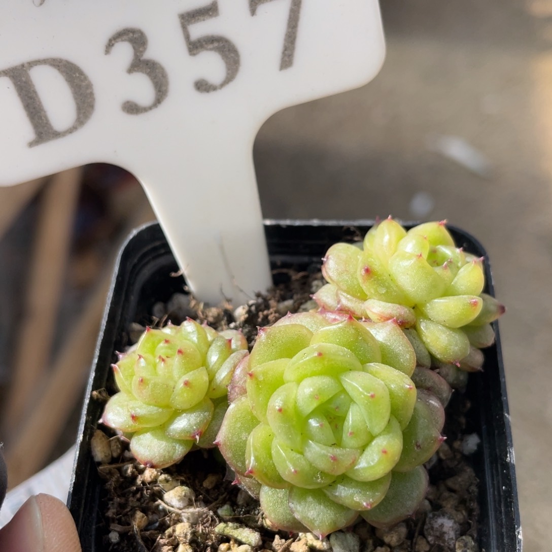 357 灯泡珍妮 5.5厘米