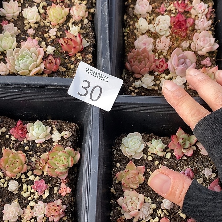 30 多肉植物盆栽花卉