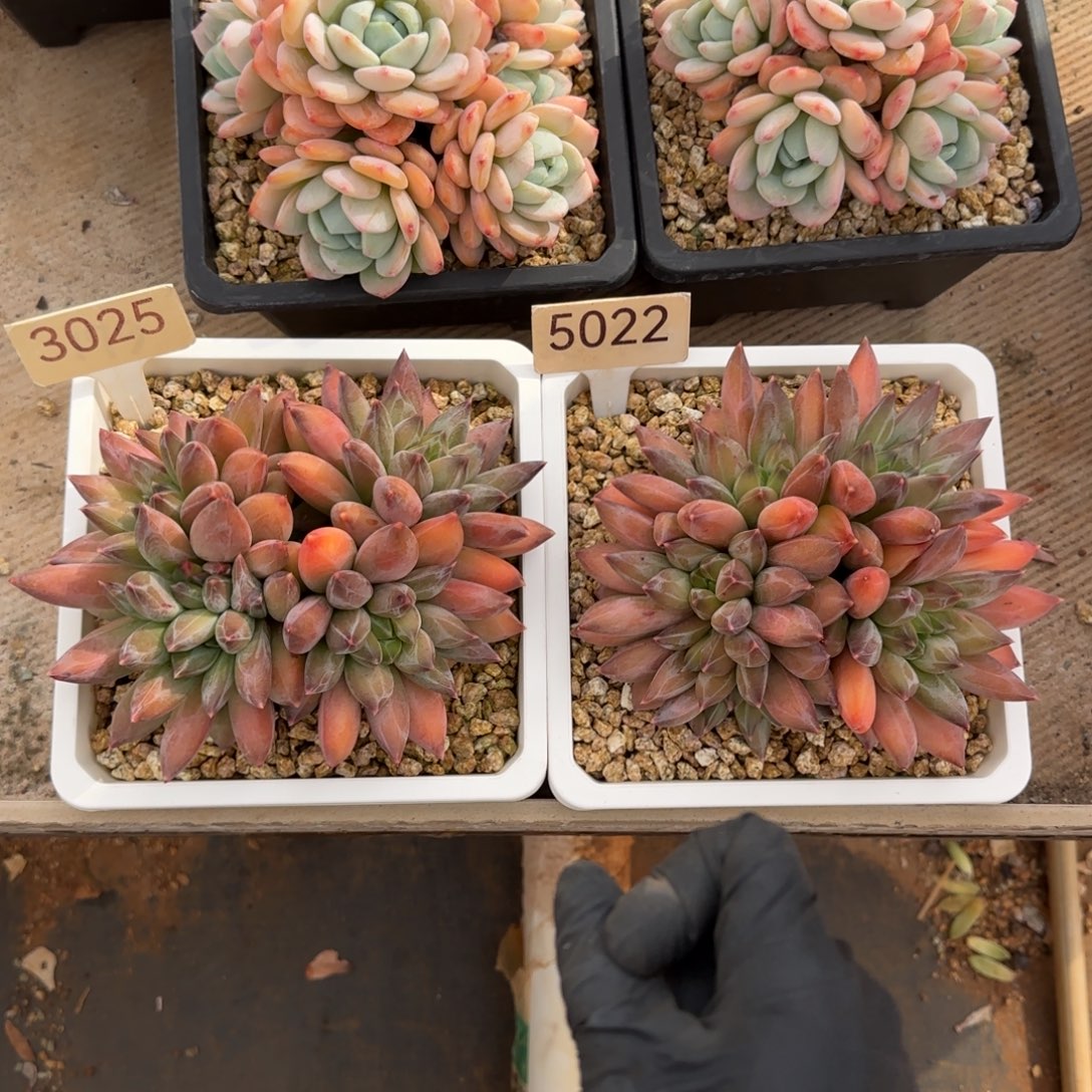 小****3025。  5022。  重楼两颗