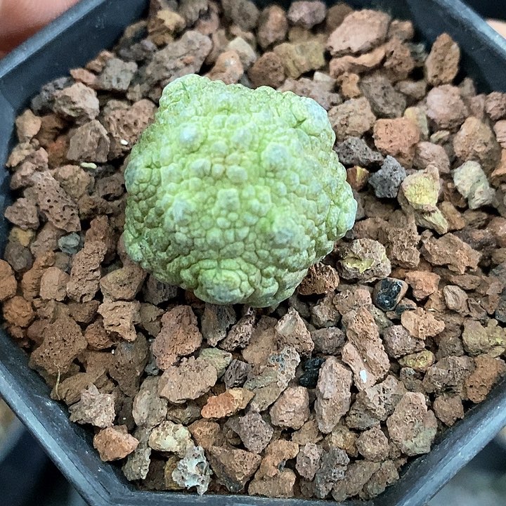 孤品实生不规则变尤哥斯拉凝蹄玉2.5cm仙人球