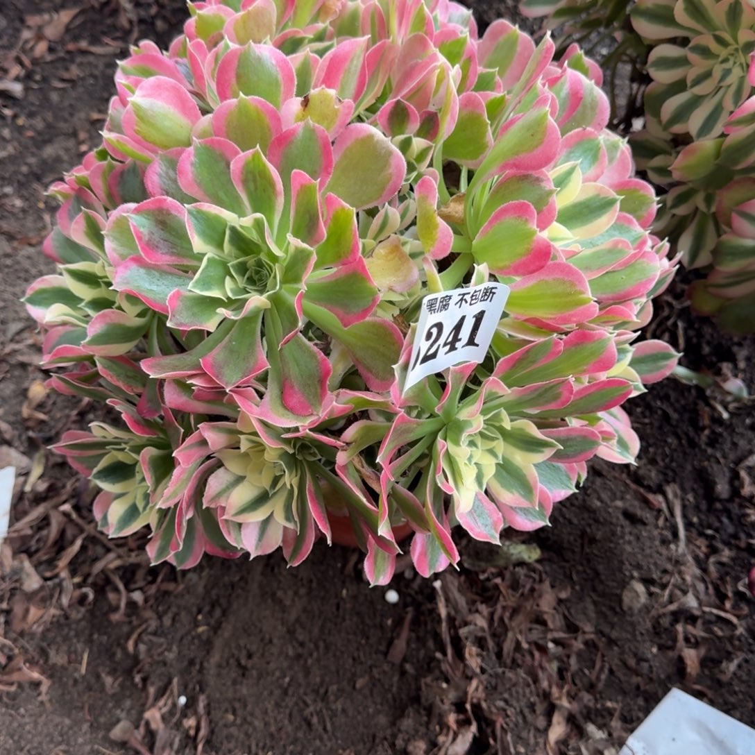 法师白凤不包断6241 19-27