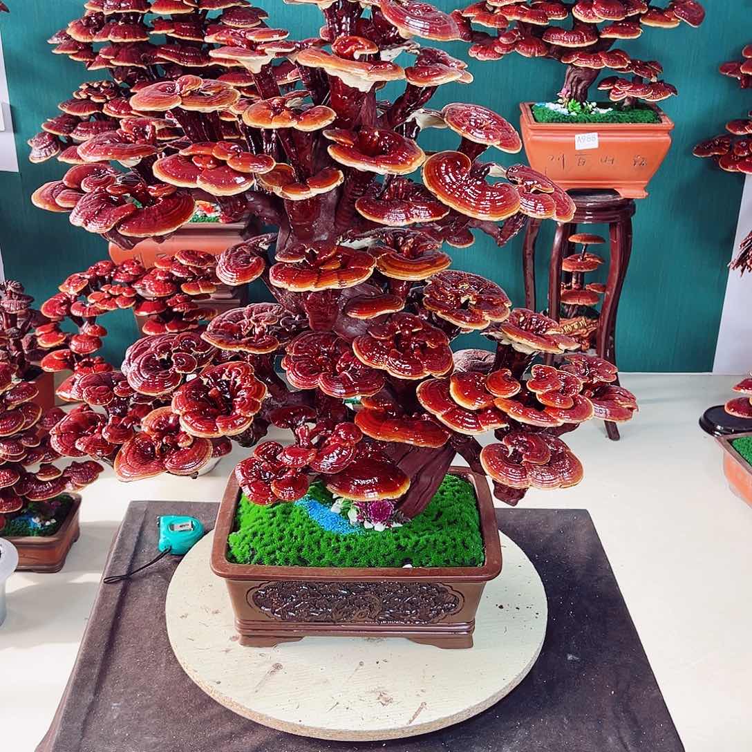 【闪购商品】全部花朵