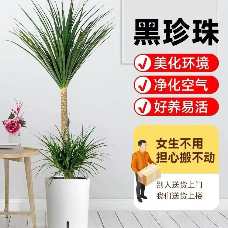 龙血树龙须树室内盆栽客厅家居大型植物吸甲醛仅供直播间一物一拍