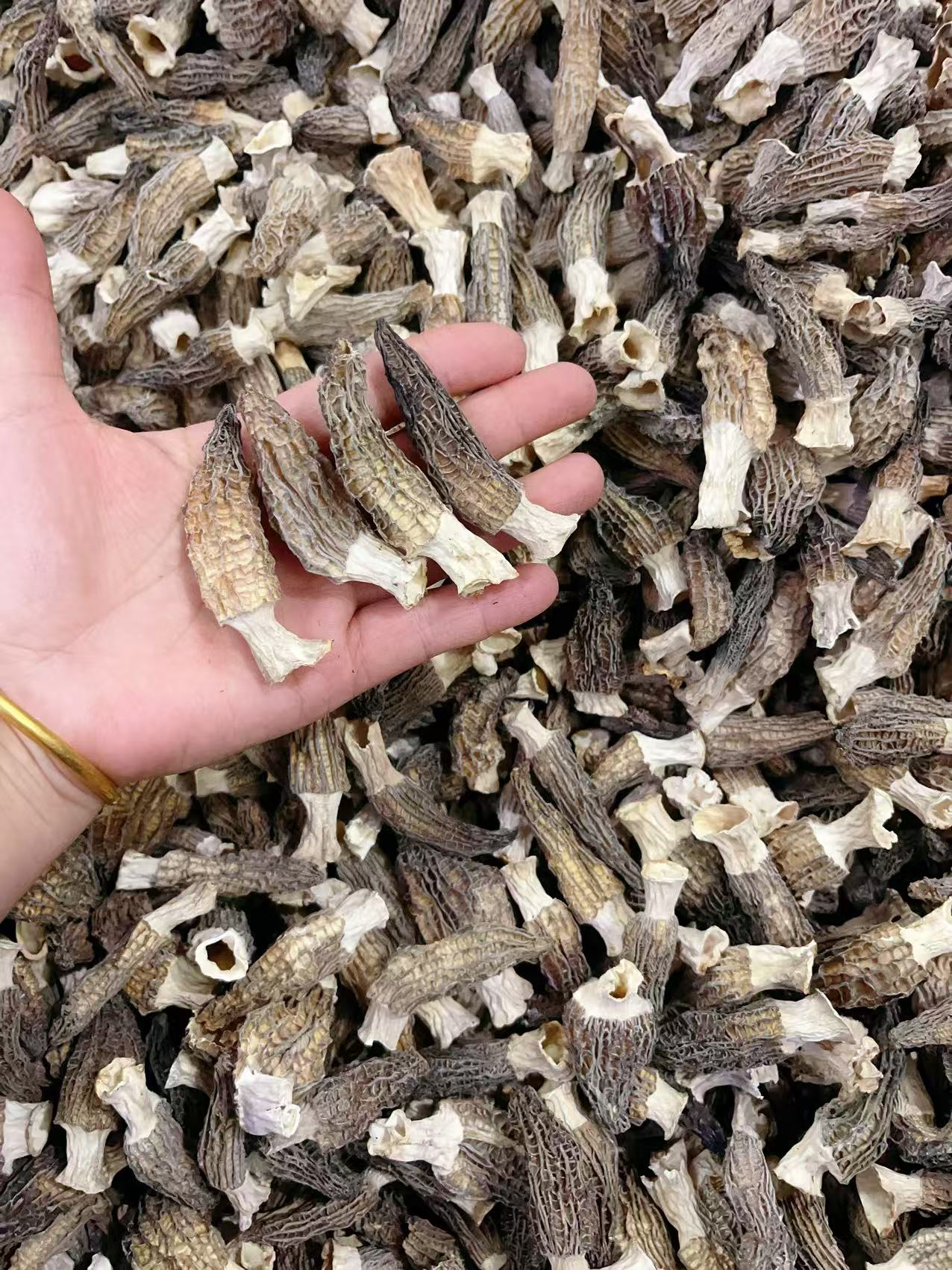 高山羊肚菌头茬肉厚