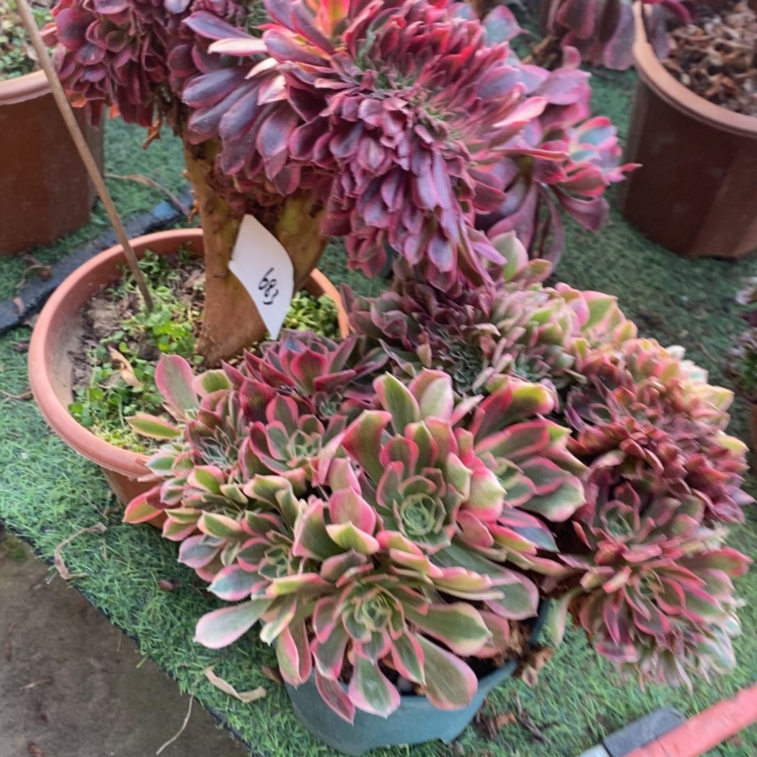 一***界不开花植物683号美杜莎➕女神1颗