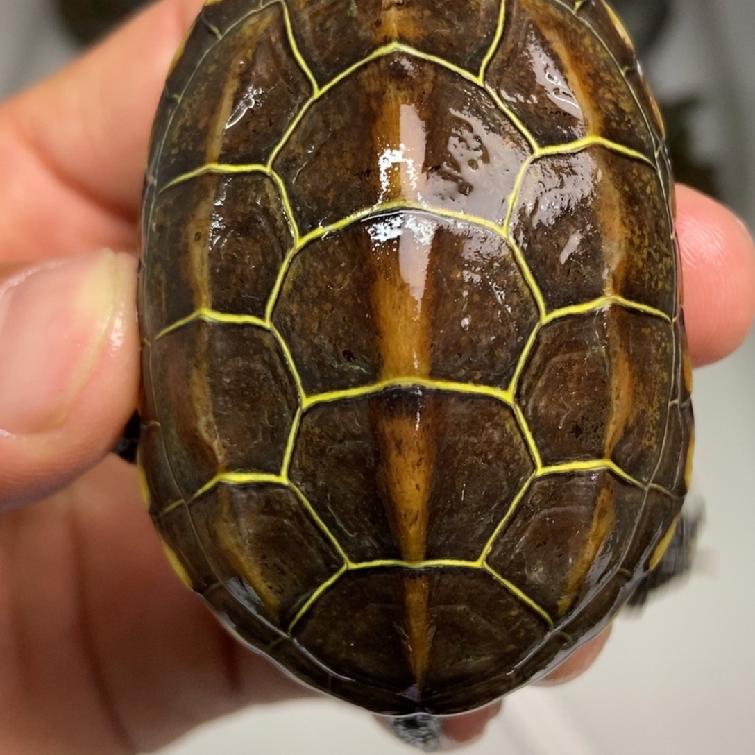 中华草龟不分公母