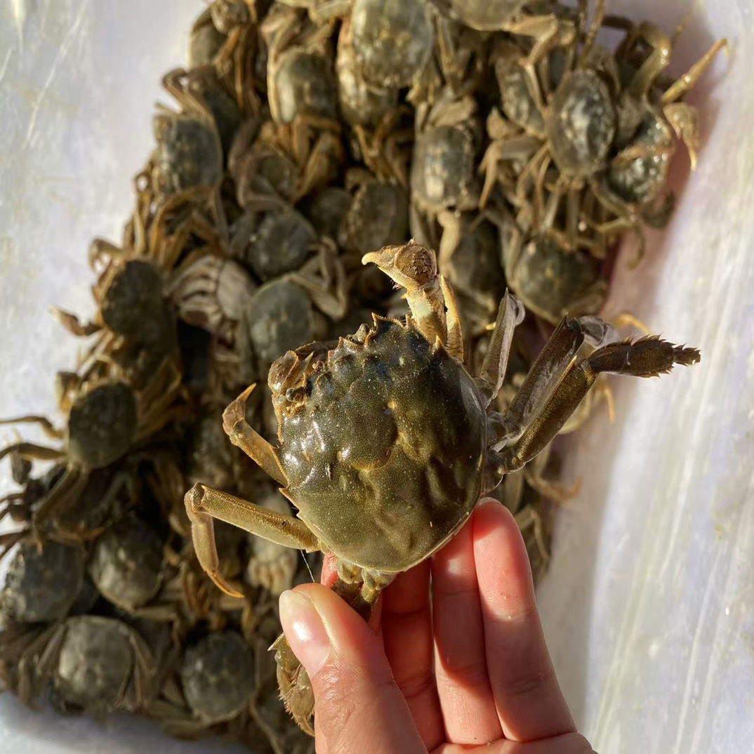 江苏鲜活大闸蟹规格1两左右1.8母5只/10只免费蒸