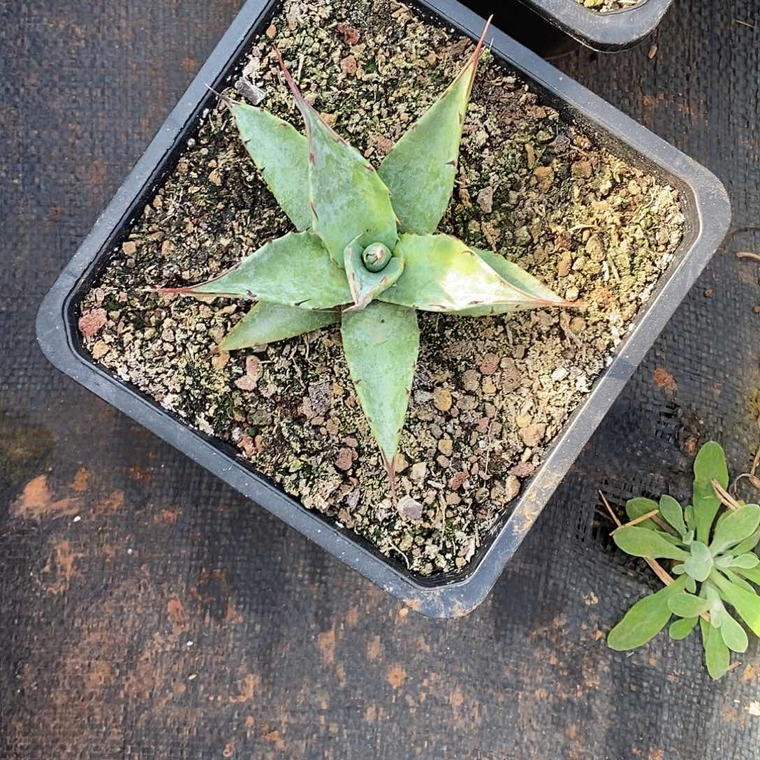 曼陀罗龙舌兰的花1