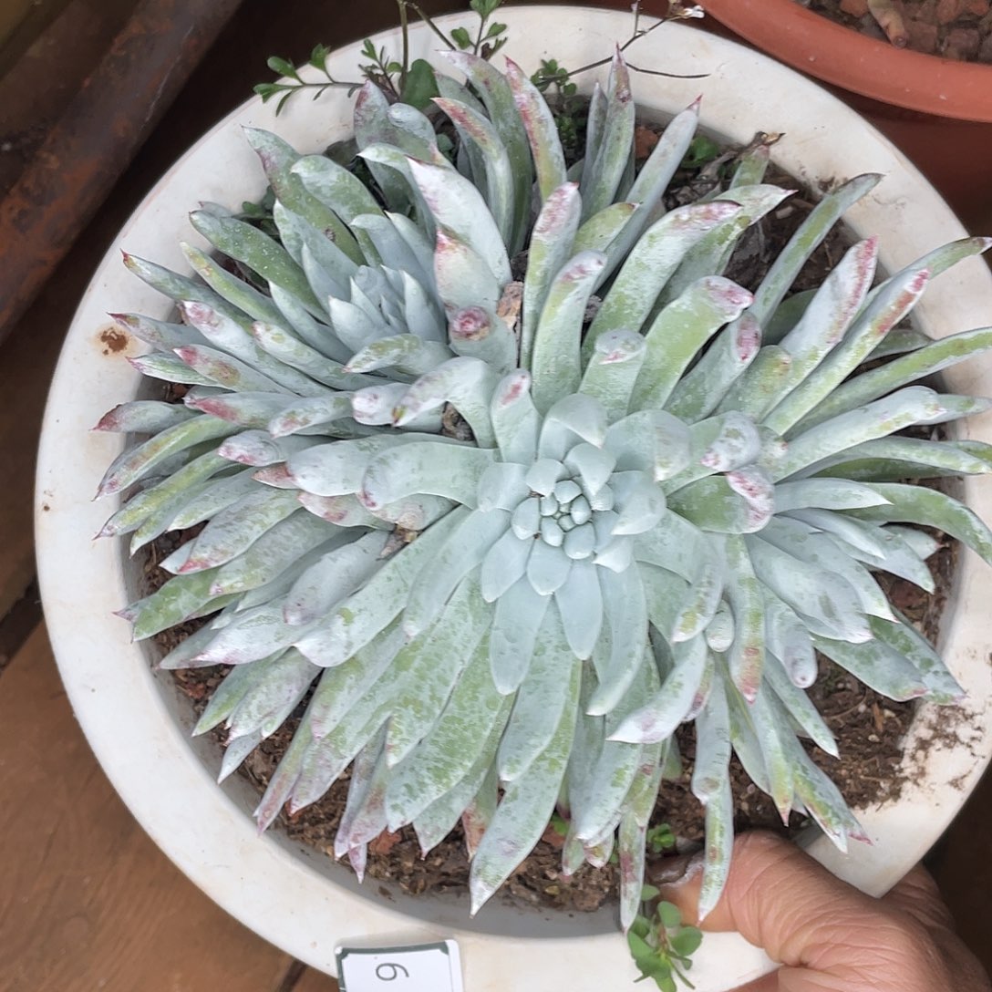 阿金尼多头老桩11609