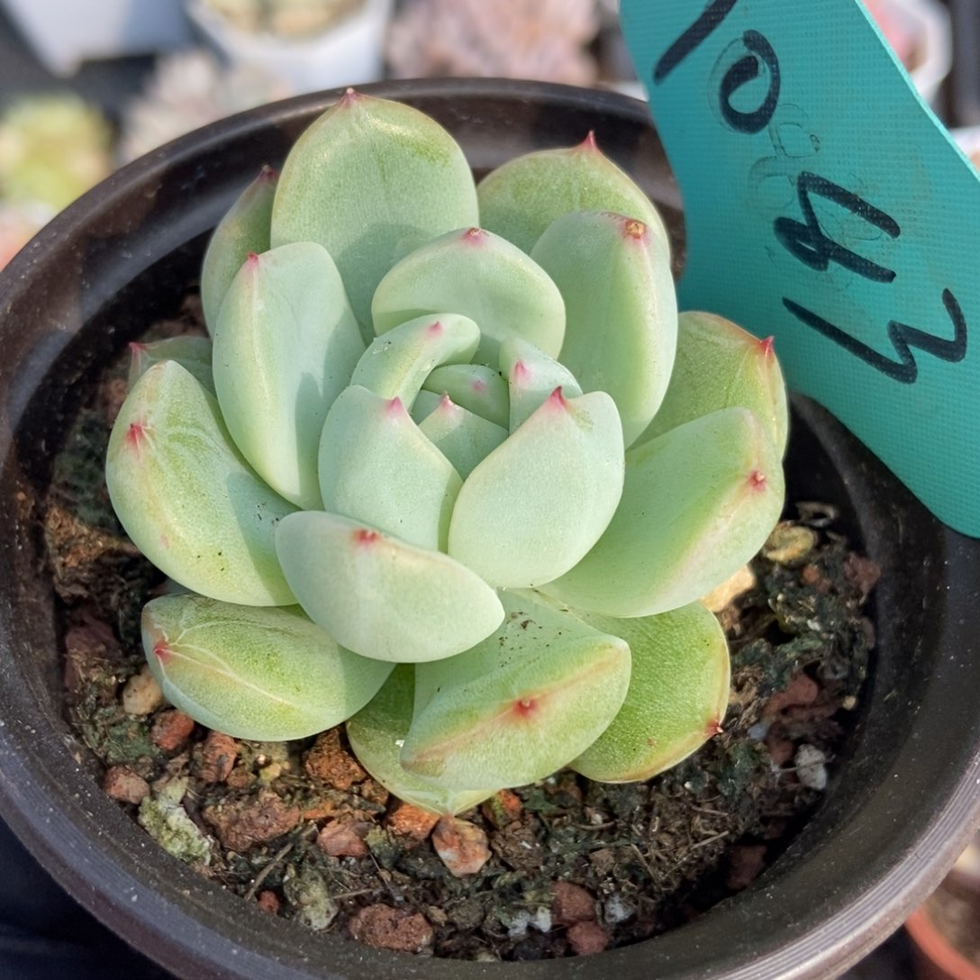 1083雪花珍妮多肉植物保护