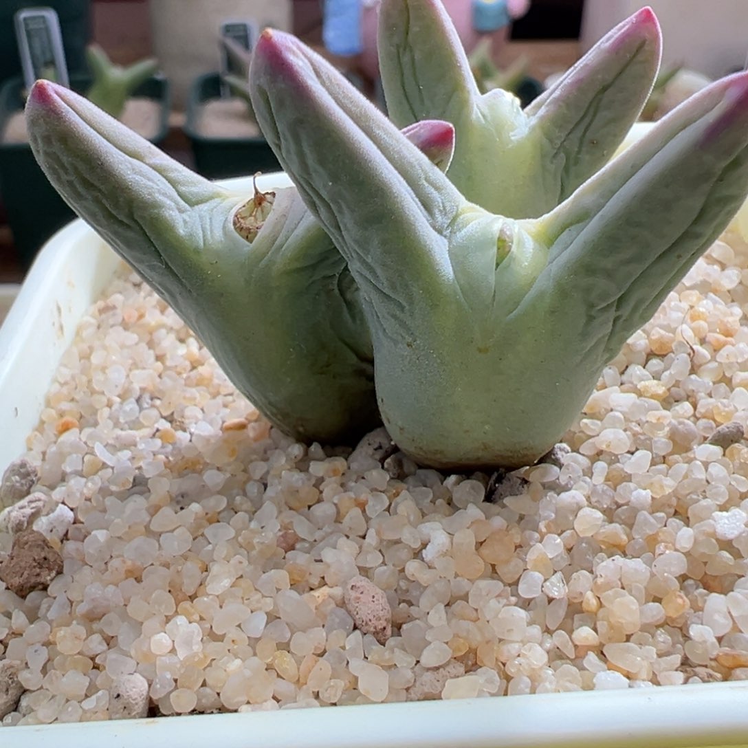 565优选0136皮卡丘三头超毛体