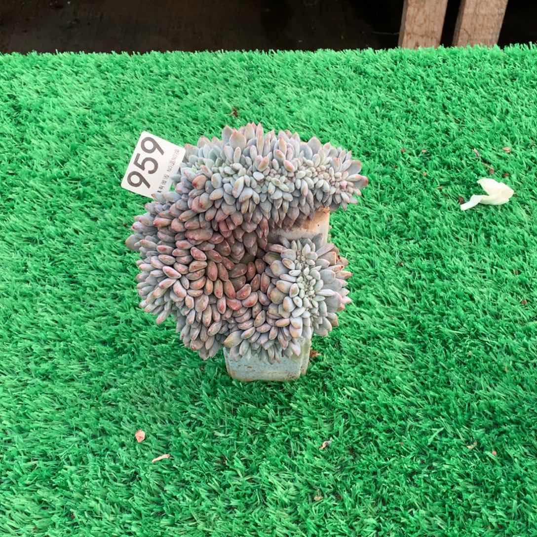 959橙子缀多肉植物