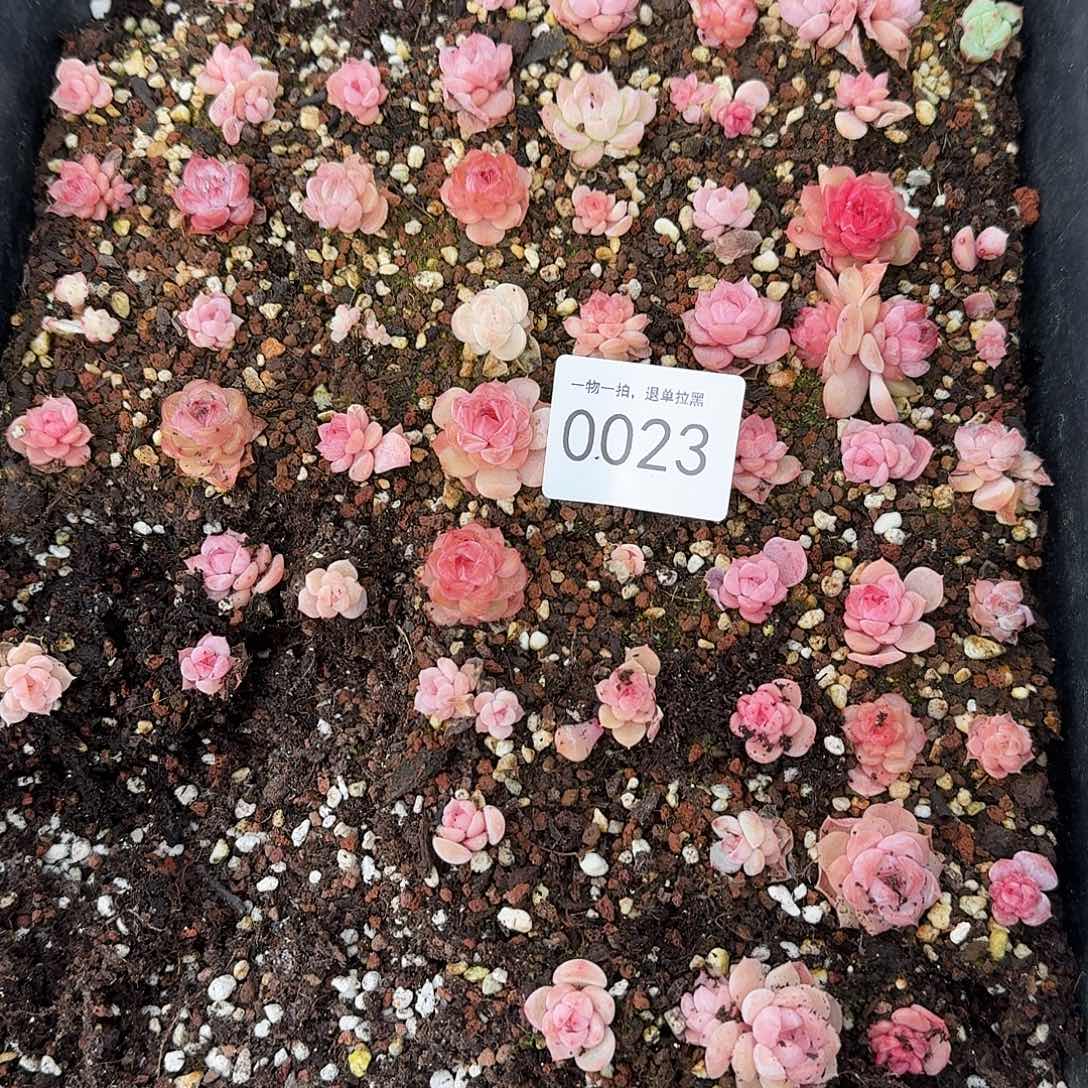 ?****虎杂交新品珍妮多肉23