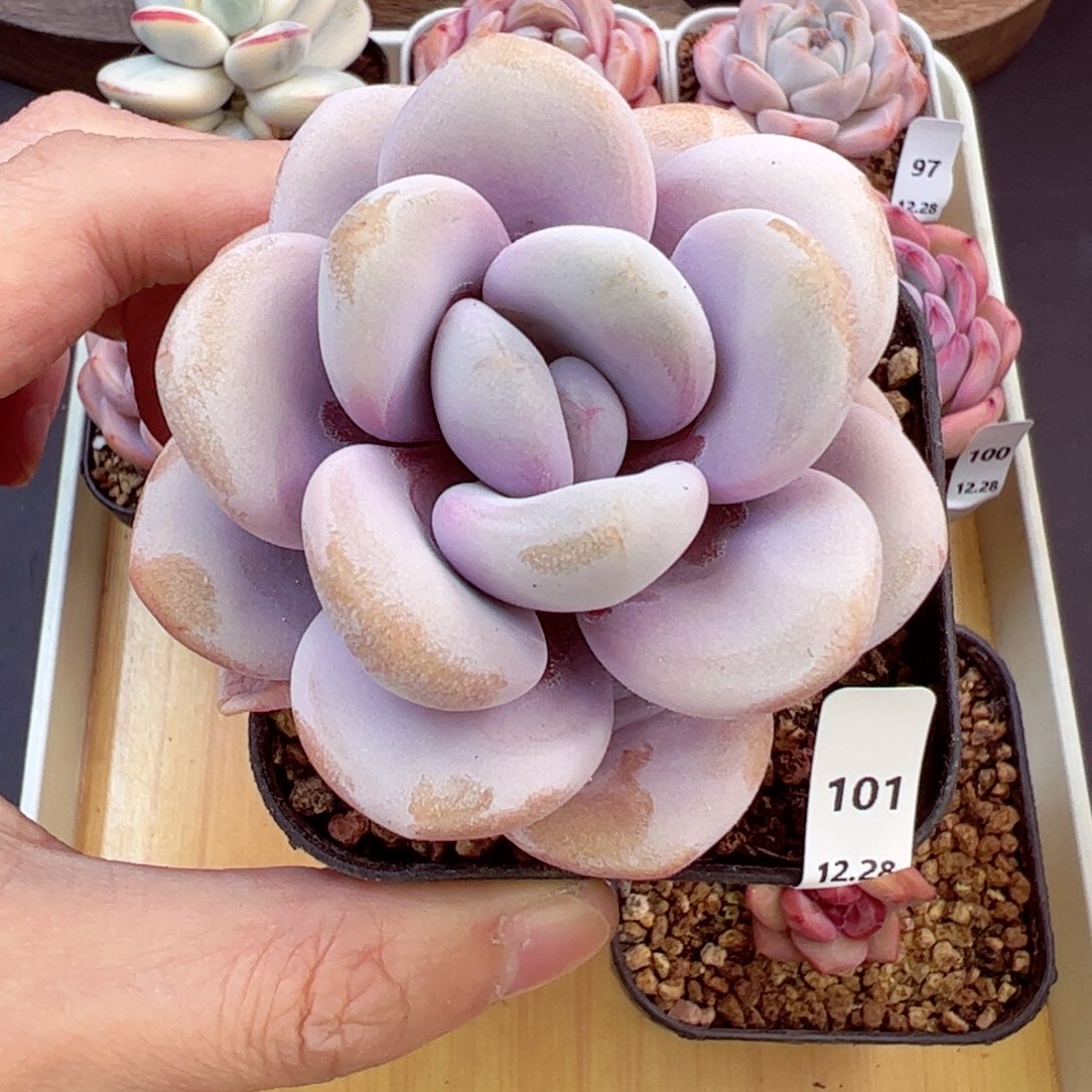 好好看101、哈哈哈哈