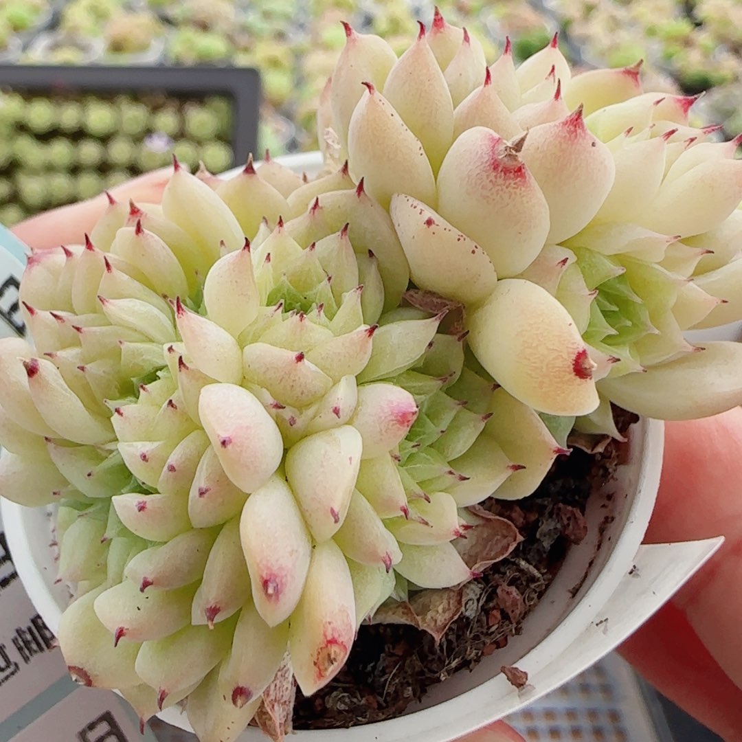 花语逸镜0722-78散