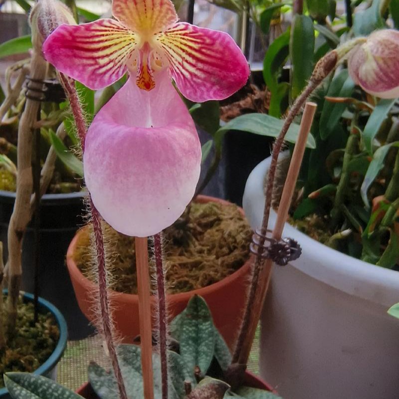 粉色兜兰花卉盆景室内桌面装饰易养护适合新手练手