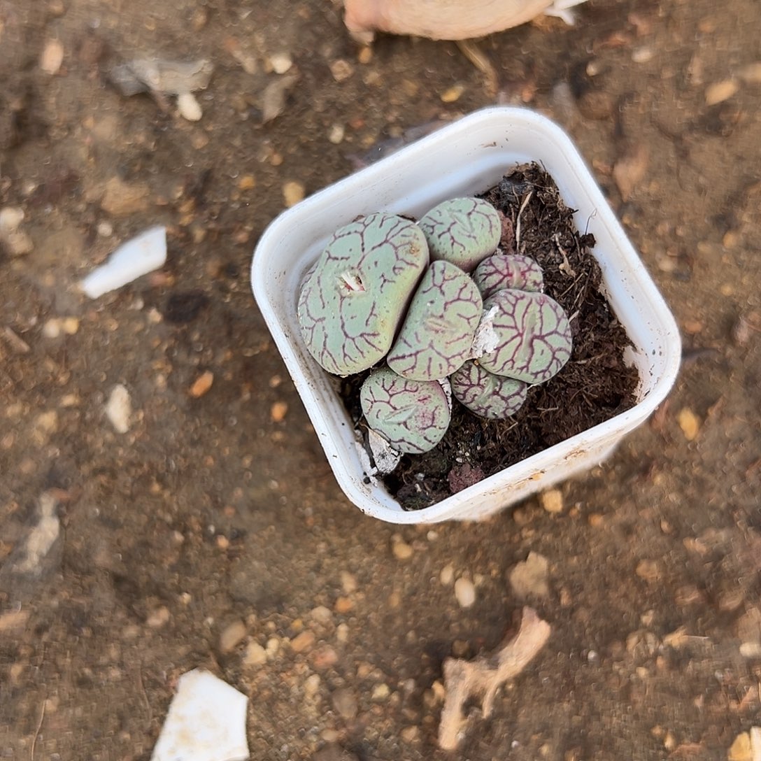 多肉植物多肉植物