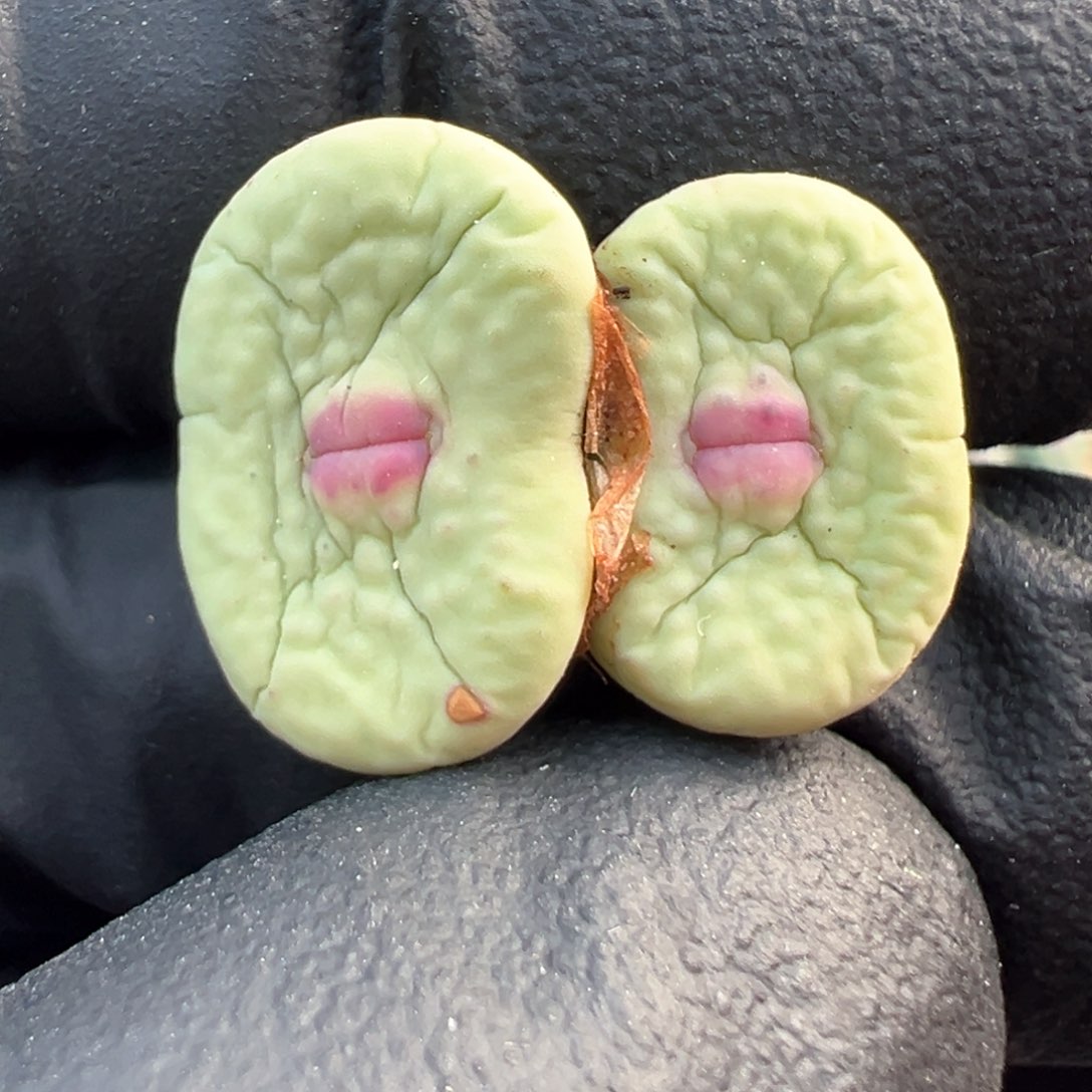 394号大型嘟嘟嘴。         