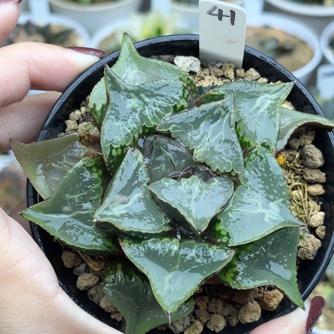 41巨大化酒吞童子带仔福利专场