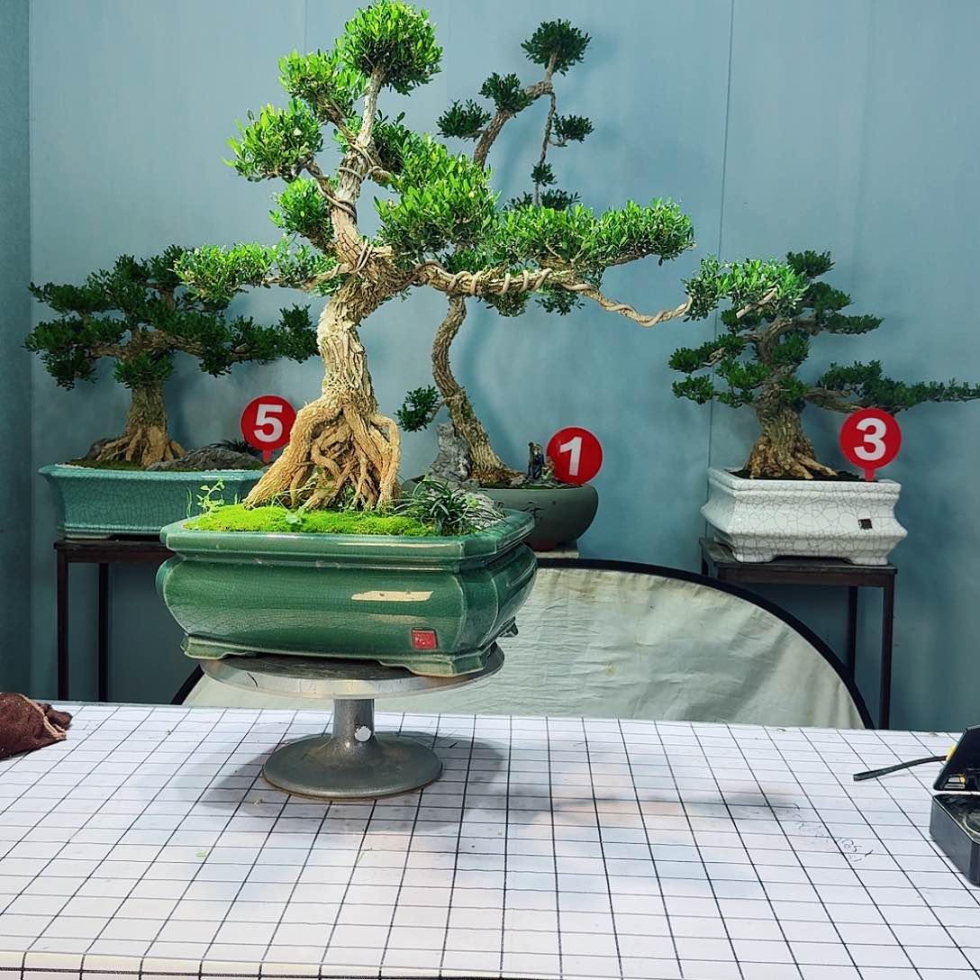 提*人广东皱皮雀舌黄杨