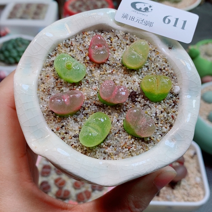 生石花花花花花花611