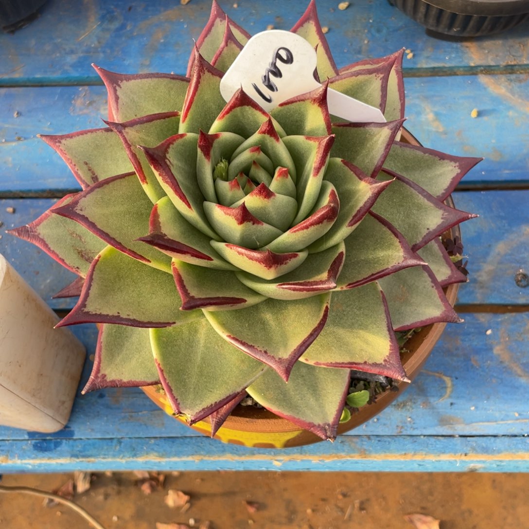 佛***瑜无花朵若茹东云单拍B1000