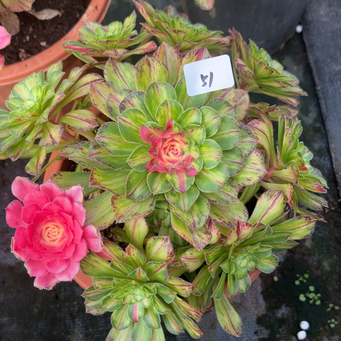 51知否多肉嘻嘻嘻