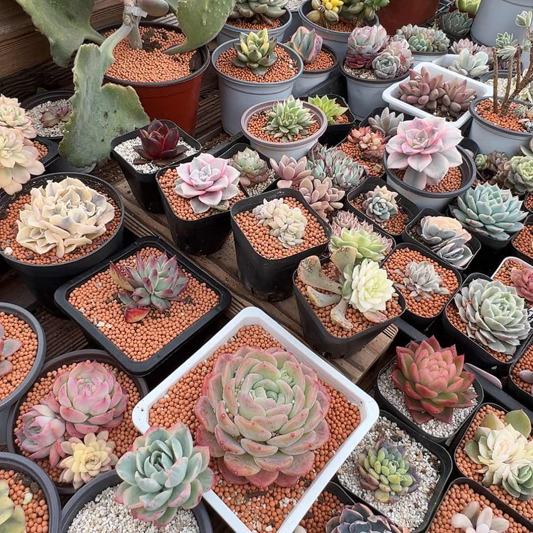 播**球惊鸿仙子多肉植物