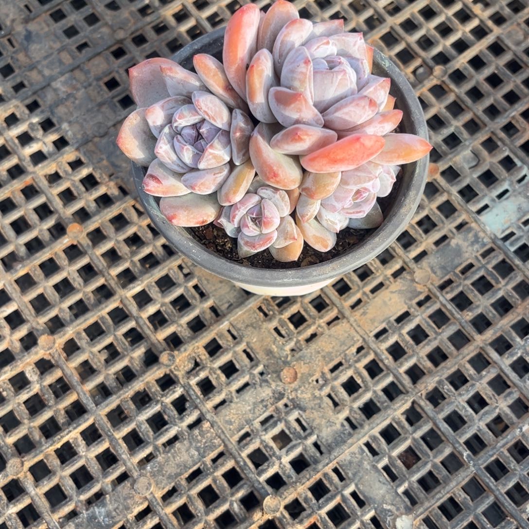 *****星颖群生一物一拍