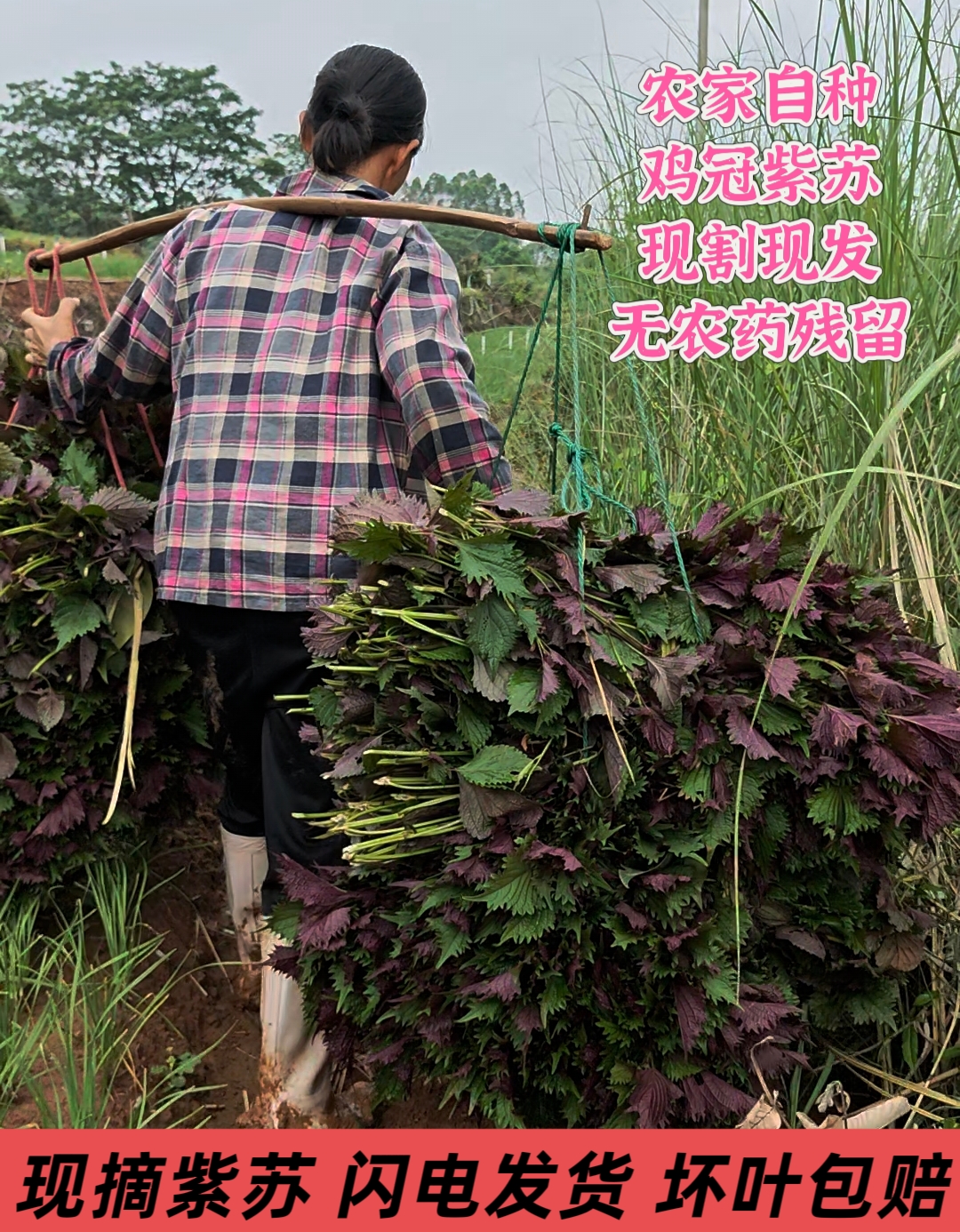 新鲜无长杆紫苏叶嫩叶可作鱼虾蟹等食用香料鸡冠紫苏叶新鲜