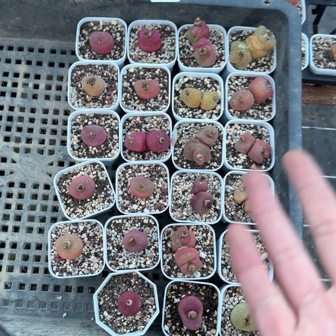 绘*C03。毛毛20颗脱土发货有点瑕疵