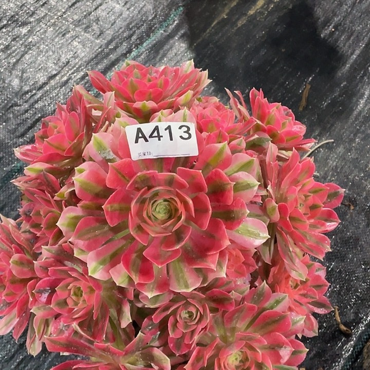 粉女巫多肉法师。   413