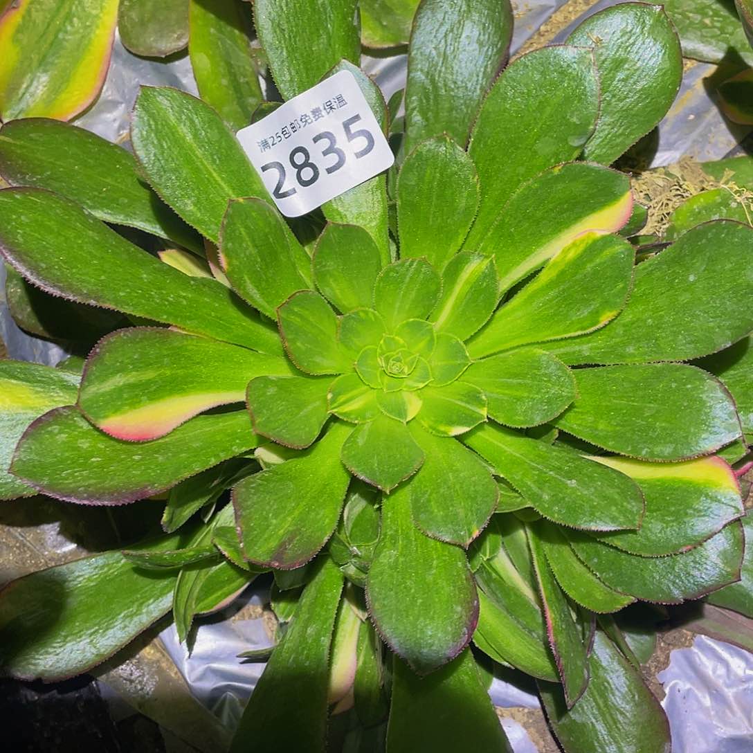 2835韶秀七彩多肉植物