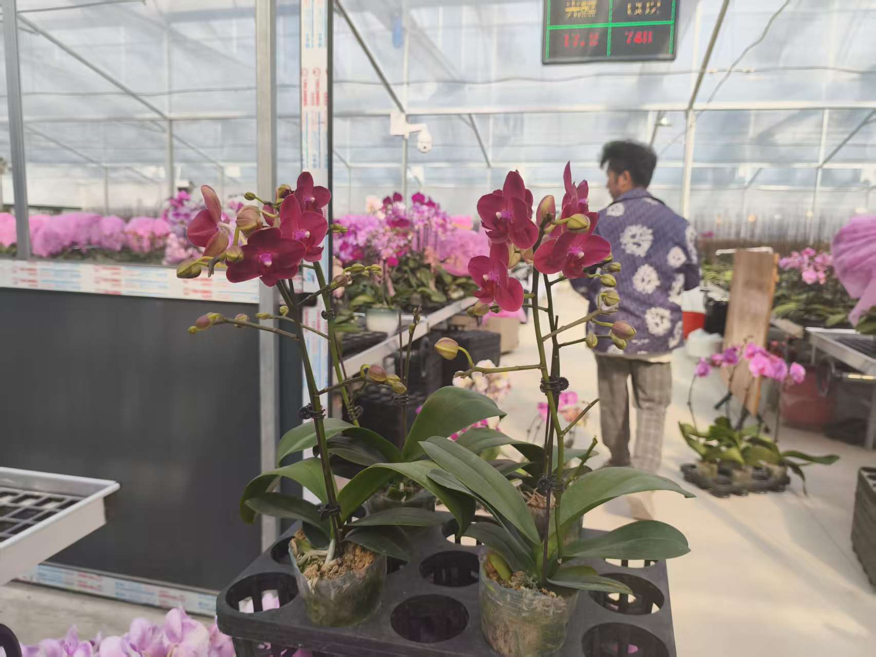 拉菲瑰蝴蝶兰四颗小花