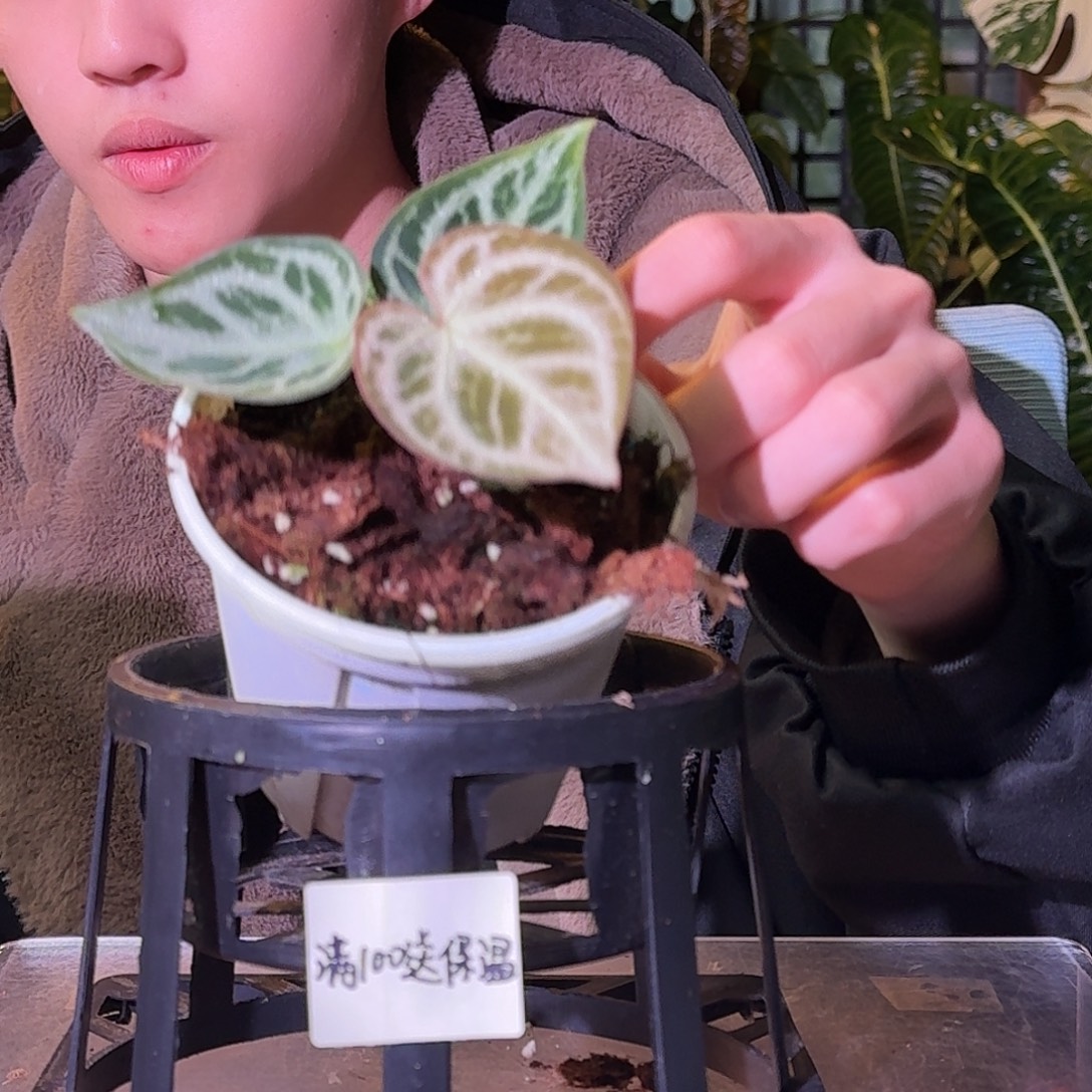 不开花植物G723银虎杂铜锣烧