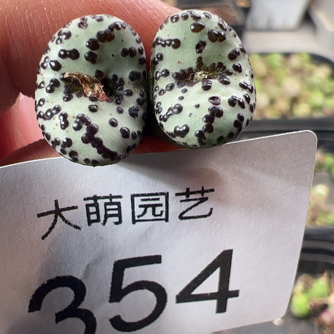 一物一拍优选泡泡安贞354