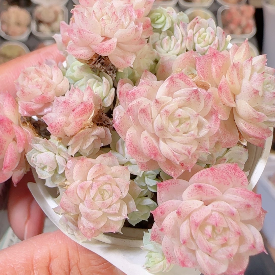 花语多肉1208-362散