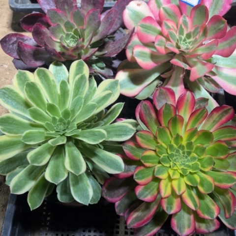 018多肉植物组合