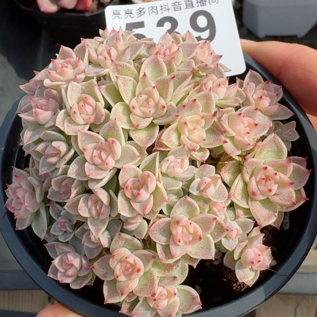 麦秆群生整装无砍